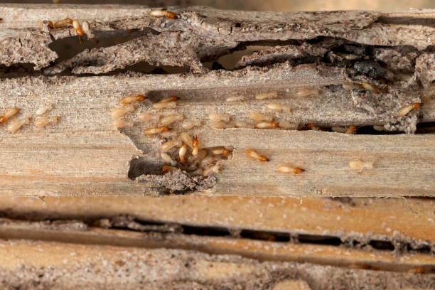 Best Cockroach Control Services  in Jackson, CA